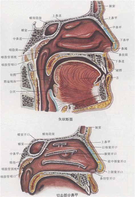 鼻子跟嘴巴中間|鼻子和嘴巴中间的地方叫什么